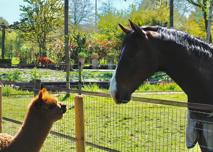 Hotel met uitzicht: Huisje Bommelstein